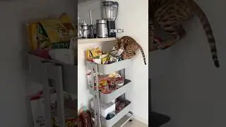 泥棒猫ちゃん🐈 そこにシャルが食べられるものはないよー😮&zwj;💨 #好きな子猫 #kittenshorts #猫のいる暮らし #子ネコ #ベンガル #猫のいる生活 #猫 #cat