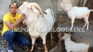 Imported Blood Line Saanen Goats in Mumbai India | RD Goats Part 2 सानियन बकरों का शोकं