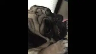 Rupert Eli - pug and jack Russell playing