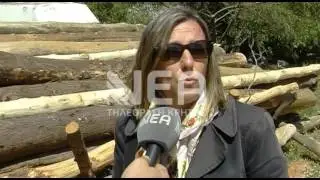Λαθροϋλοτόμοι δρουν στον Τζιτζιφέ Αποκορώνου