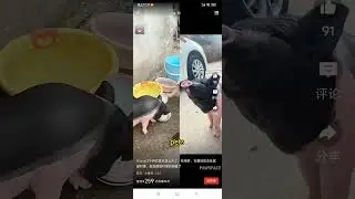 Mini pigs on Chinese online shopping platform.#pig #piglet