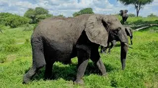 TANZANIA | ZANZIBAR | ARUSHA | NGORONGORO | SAFARI | ТАНЗАНИЯ | ЗАНЗИБАР | САФАРИ | НГОРОНГОРО