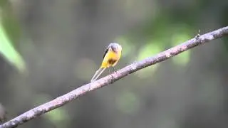 Grey Wagtail