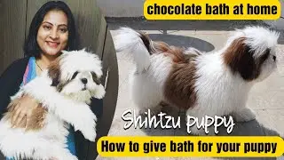 How to give bath for your puppy at home | Chocolate's bath at home | Shih Tzu puppy