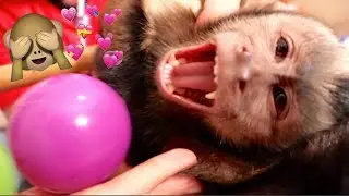 Monkey Giggles & Ball Pit Fun!