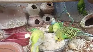 Morning Breakfast | Best Food for Budgies and Parakeets