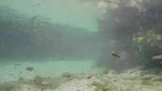 Underwater GoPro Footage Apopka Springs, FL
