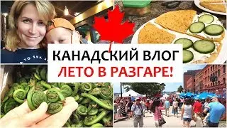 ВЛОГ: ЛЕТО В КАНАДЕ! Ланч-бокс и еда, детский лагерь, головастики || Saint John, New Brunswick