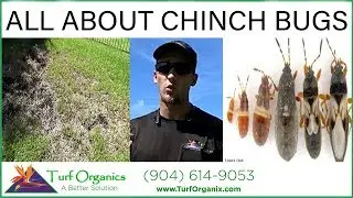 ALL ABOUT CHINCH BUGS!!