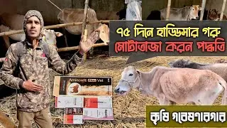 ৭৫ দিনে গরু মোটাতাজা।। ৯০ দিনে গরু মোটাতাজা।মোটাতাজা করতে কি কি বিষয় গুরুত্বপূর্ণ।গরু #মোটাতাজাকরণ 