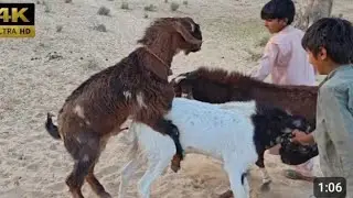 Goatsbreeding video ll Big goats  meeting  in jungle 