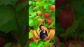 The Chinese Lantern Fruit😮 #shorts #asmr #viralshorts #trending  #fruit #chinesefruits #smile