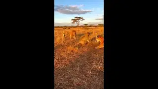 Unbelievable: Monkey vs Lion Pride & Tiger Standoff #Shorts