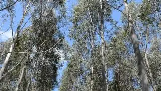 Plant responses to climate change - An Australian perspective