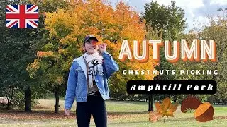 Picking chestnuts in Ampthill Park, Bedfordshire 🇬🇧（2022.9）