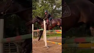 My youngster being a little too brave.  #eventing #hest #h&auml;st #heste #horse #horses #pferde #animal