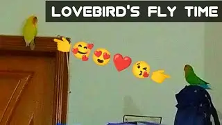 Brit Nomad Bites is live ! Lovebird's Fly Time 😘 #live #birds #lovebirds #viral #cutebirds