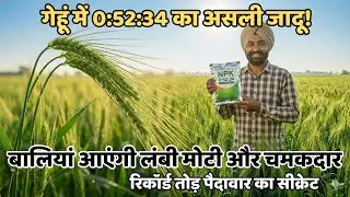 गेहूँ में 0:52:34 का प्रयोग कब और कितना करें? रिकॉर्ड तोड़ पैदावार के लिए पूरी जानकारी
