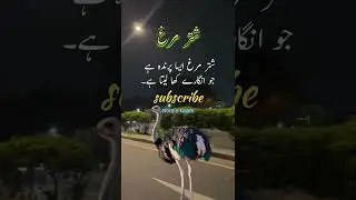 shuter muragh/ #quotes #islamicquotes #reminders #sadpoetry #shayari #foryou #poetry #viralvideo