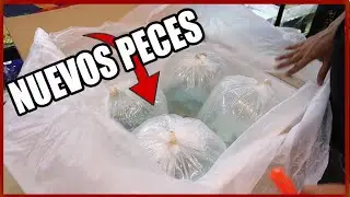 IMPORTACION GOLDFISH (+100 en un solo video)