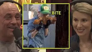 Joe Rogan & Texas Beeworks REACT TO WILD BEEHIVE Removal Video