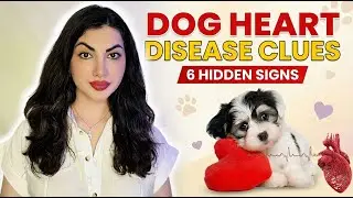 6 Early Signs of Heart Failure in Dogs You Must Catch Early 💔🐶