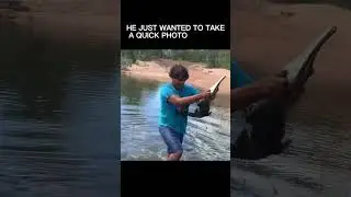A Jaw-Dropping Wildlife Encounter! 😱 #shorts #alligator #animals