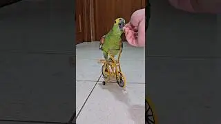 Cycling parrot #birds #parrot #cyclist #animals #pets #cute #cycling #bike #ciclismo #ciclista