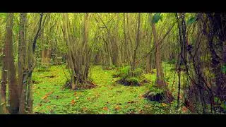 Wetlands | The hidden life