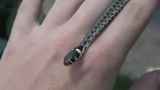 Balkan/Streifen-Ringelnatter (Natrix Natrix Persa) 4K (Balkan Grass Snake)