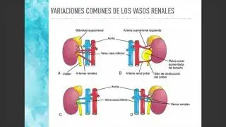 Desarrollo del aparato urinario clase. Dra María Daniela Curé