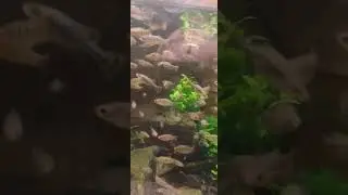 Blackbarred Limia, critically endangered species of poeciliid fish which is endemic to Haiti pt 2