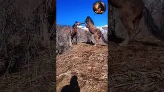 🐴🐎🐴🇰🇬🥰😍 #horse #арабскиелошади #арабскиелошади #лошади #лошадки #моялошадь #mountains #продажалошаде