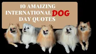 Happy International Dog Day 26th August 2022 Motivational Quotes #pets #dogs
