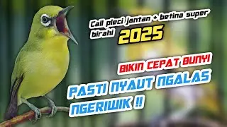 Semua Jenis Pleci Langsung Ikut Ngalas Bukpar - Suara pleci betina dan jantan birahi
