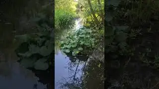 Elektrobefischung mit Sumpfdotterblume 🤣 #eektrobefischung  #fische #pflanzen #teichpflanzen