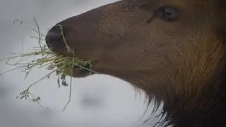 Why Oregon lets you feed wild elk on Jewell Meadows tour