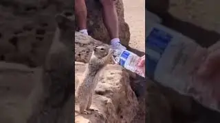 hydrate in hot weather #animals #amazing #caring # #shorts #status #tiktok #snackvideo #shortsvideo