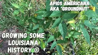 Growing Some Louisiana History© - Apios Americana AKA 
