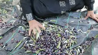 MedSNAIL: senses awaken by the Mediterranean. TOUCH. Palestine