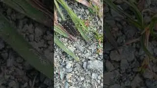 Glow Worm larva at Carlton Marshes, Suffolk