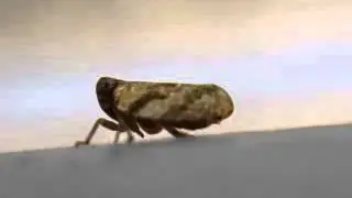Singapore bugs Cute Little LeafHopper walking around (Cicadellidae) macro video