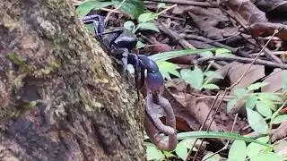 Purple Tree Crab Feasts On Earthworm At Panchavati Butterfly Park
