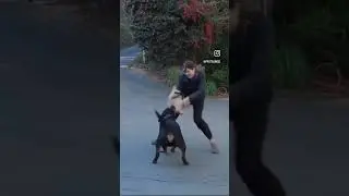 Protection Dog Training San Diego - Bite Work