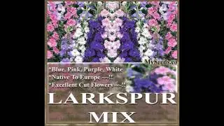 ROCKET LARKSPUR MIX Flower Seed - Delphinium ajacis  FLOWER SEEDS on  www.MySeeds.Co