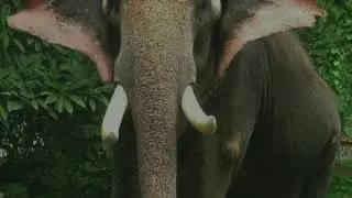 ആന കേരളത്തിന്റെ സ്വന്തം കടുവ വേലായുധൻ KADUVA VELAYUDHAN