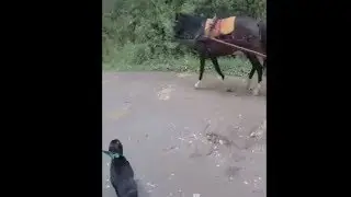 The Best Bark You Could Ever Hear