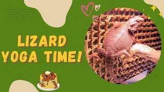 Red Monster Pancake Mode! 😂 | Bearded Dragon Yoga Stretch You Must See