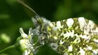 Close-up with a Roosting Orange-tip Butterfly (Male) - Anthocharis cardamines
