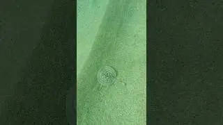 Into The Deep - Episode 22 - Bullseye Round Stingray